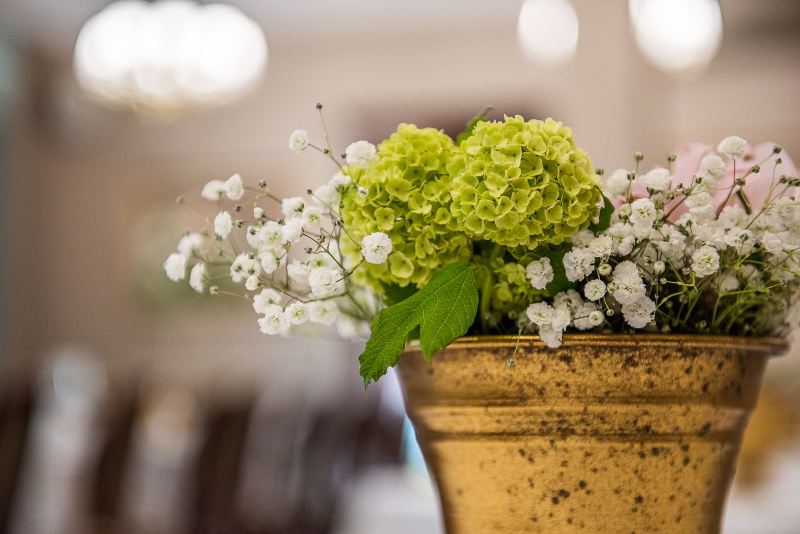 Zielono-żółta hortensja w złotym wazonie z białymi gipsówkami